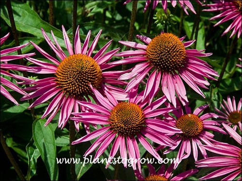 The flowers have narrow spiky ray flowers attaches to the orange central cone.  (mid July)